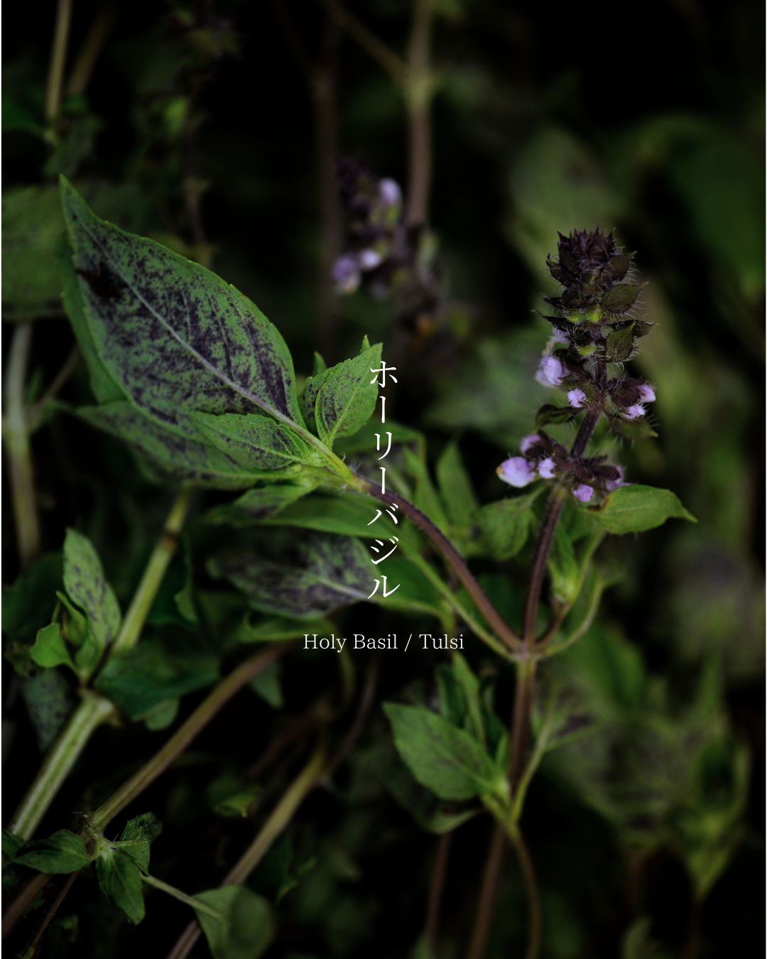 ホーリーバジル Holy Basil / Tulsi – TEKOTE