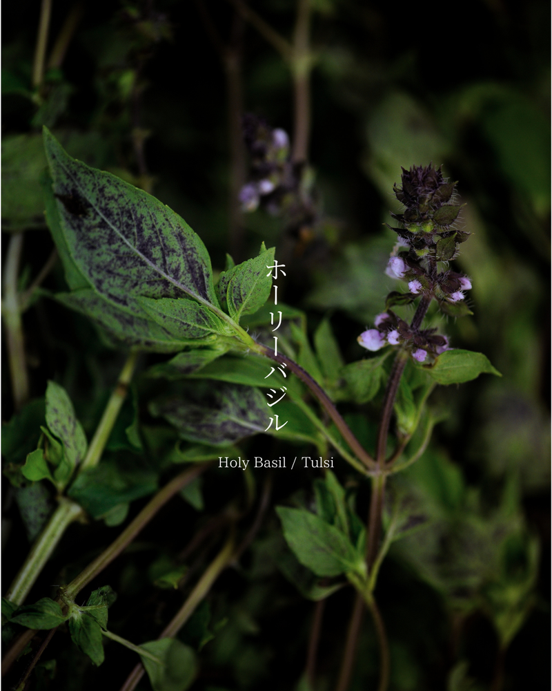 ホーリーバジル Holy Basil / Tulsi
