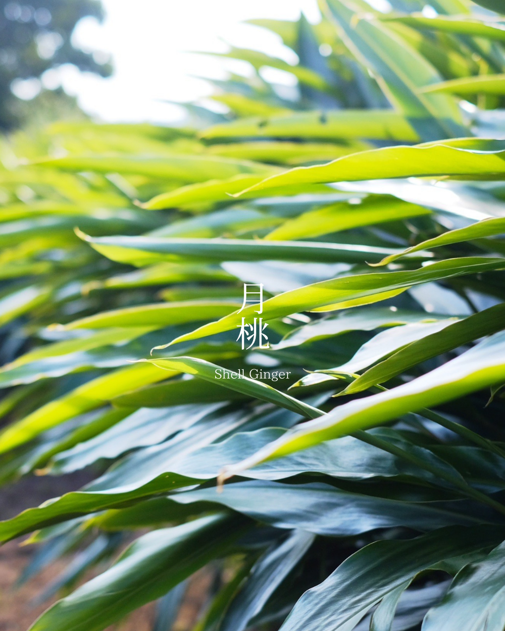 月桃　Shell Ginger