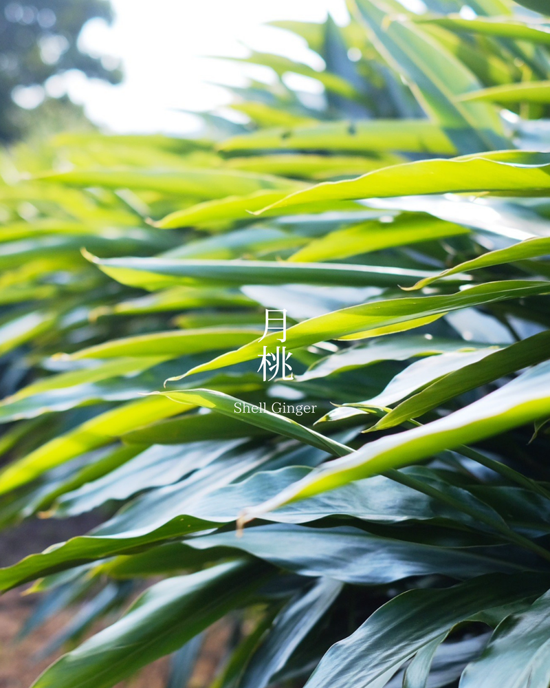 月桃　Shell Ginger